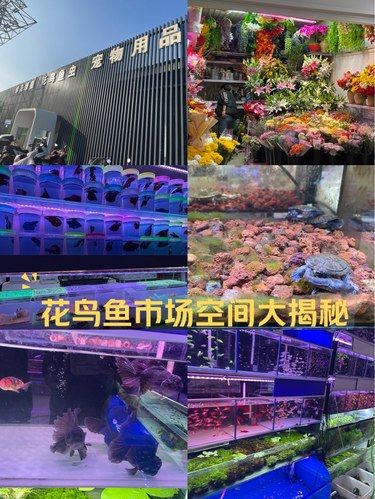 淘宝乐趣，鱼儿带回家