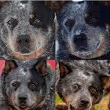 谈谈澳洲牧牛犬的眼睛