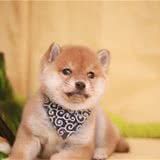 柴犬、中华田园犬、秋田犬有什么区别?