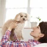 纯种贵宾犬的7大特点,你家都有吗?