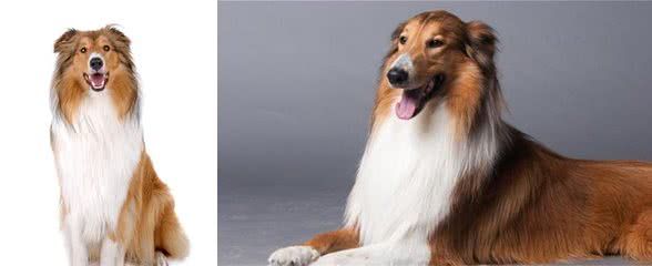 解析苏格兰牧羊犬的外形特点,别再认错了哦!