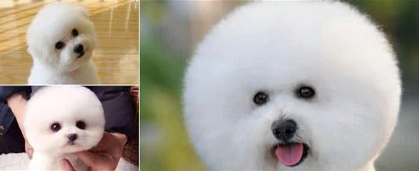 纯种比熊犬有5大特点,快看看你养的比熊犬符合这几点不!