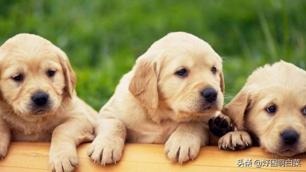 犬的种类?犬的种类及图片与名字!