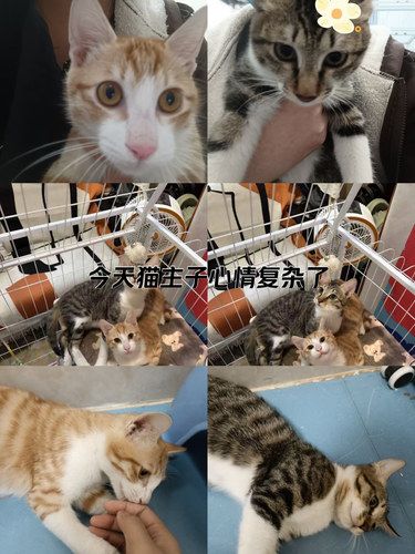 暖心小橙喵日记