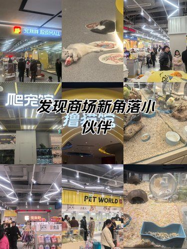 南京雨花台万象天地新开的宠物店