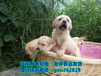 铜仁哪里有宠物狗领养