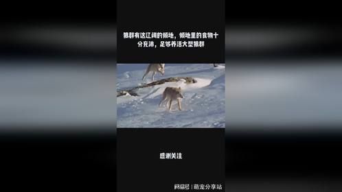 狼群有这辽阔的领地，领地里的食物十分充沛，足够养活大型狼群