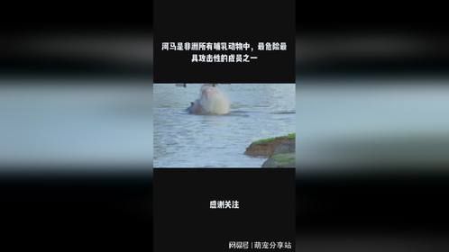 河马是非洲所有哺乳动物中，最危险最具攻击性的成员之一