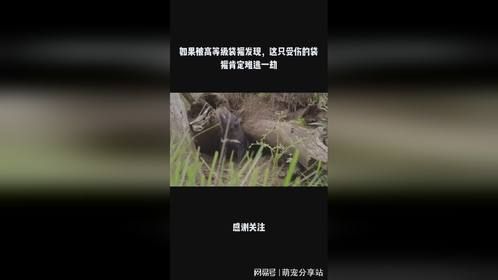 如果被高等级袋獾发现，这只受伤的袋獾肯定难逃一劫