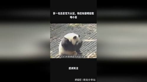 第一名还是官方认证，你还知道哪些聪明小熊