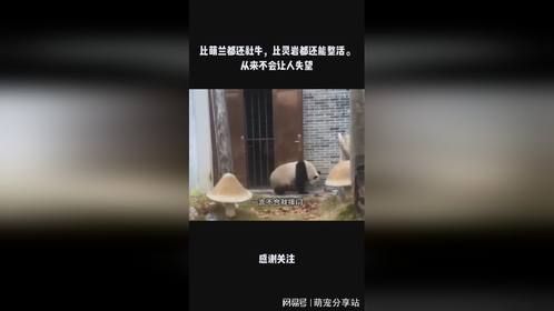 比萌兰都还社牛，比灵岩都还能整活。从来不会让人失望