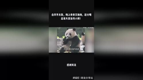 白天不太熟，晚上亲亲又抱抱，这分明是拿大家当外人啊！