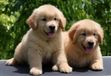 广州出售宠物幼犬金毛犬
