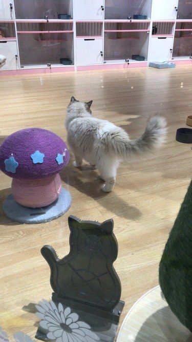 猫咪天地～宠物乐园