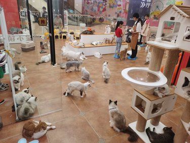 猫咪天地～宠物乐园