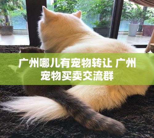 广州哪儿有宠物转让 广州宠物买卖交流群