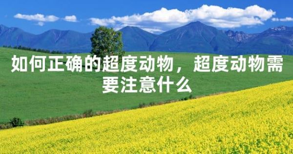 如何正确的超度动物，超度动物需要注意什么