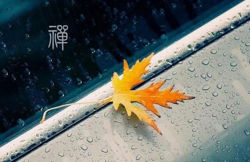 给死去的宠物超度需要这样做 爱狗的你不妨了解