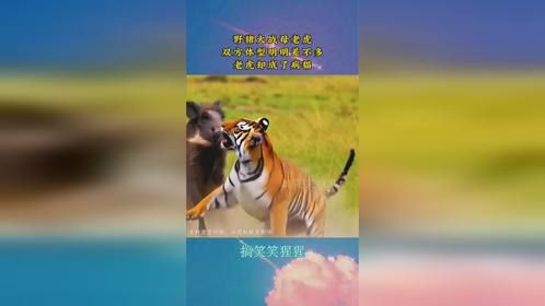 野猪大战母老虎，双方体型明明差不多，老虎却成了病猫！