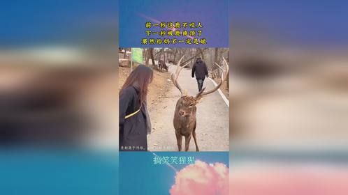 前一秒这鹿不咬人，下一秒被鹿角顶了，果然给奶不一定是娘