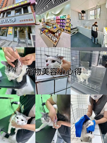 翻新小猫咪咯洗护吹SPA安排