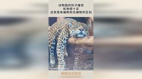 动物园的豹子睡觉，松弛感十足，这就是有编制和无编制的区别