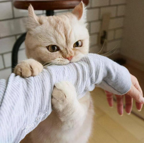 小猫喜欢咬人手是什么原因