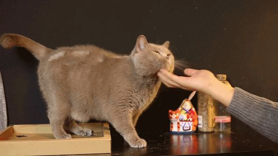 小猫喜欢咬人手是什么原因