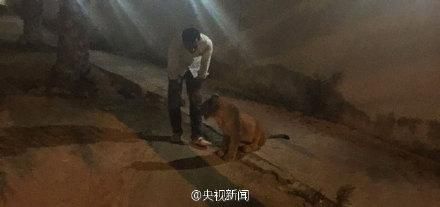 狮子