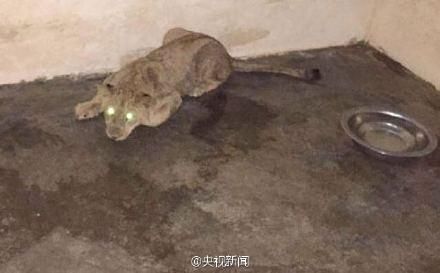 狮子