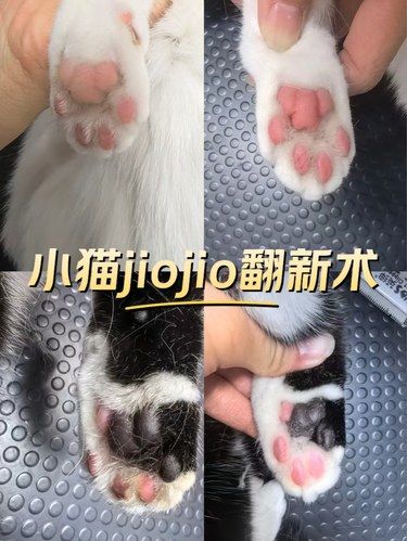 是时候展示真正的技术了！迎新年 你萌洗猫了吗