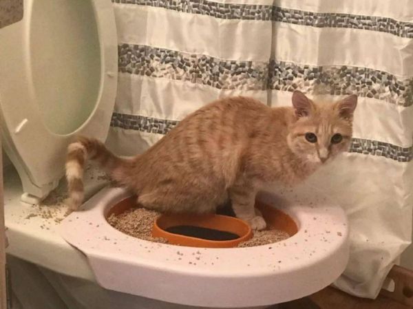 怎么训练猫用马桶_训练猫用马桶的坏处_猫猫马桶训练器