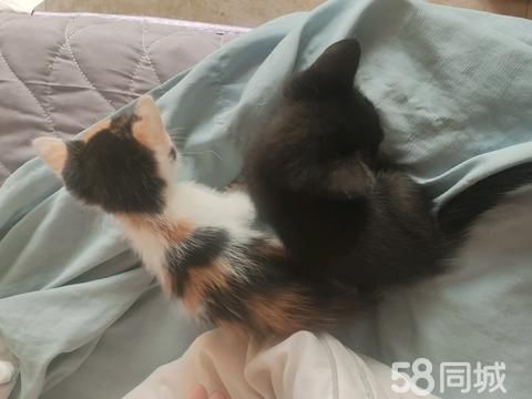 乐清宠物赠送/领养·一窝猫，免费找领养，坐标乐清虹桥镇，需要的联系我，自提