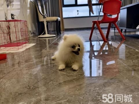 乐清宠物赠送/领养·小体狗狗领养