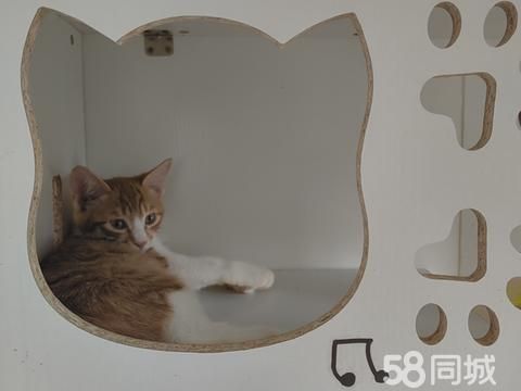 乐清宠物赠送/领养·免费领养，土猫好养活，自提