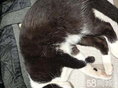 乐清宠物赠送/领养·宠物领养 乐清周边 柳市