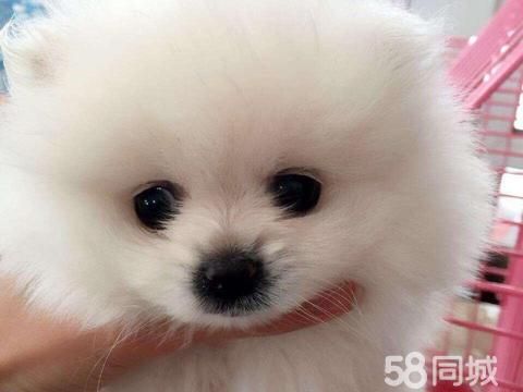 浙江真好塑业·想领养一只小型犬