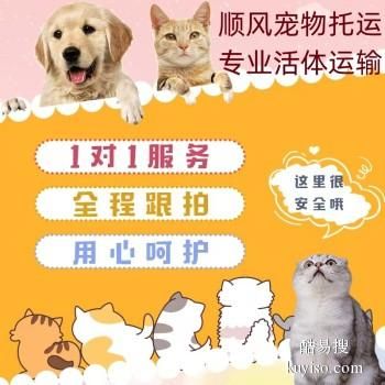 洛阳汝阳 宠物托运