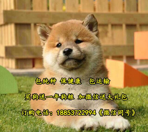 山东淄博张店宠物市场