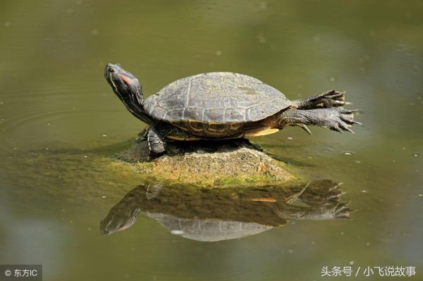 养什么宠物好养又干净？什么宠物好养又干净？