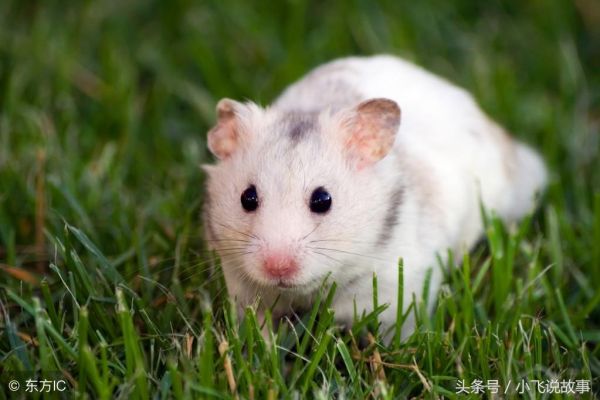 养什么宠物好养又干净？什么宠物好养又干净？