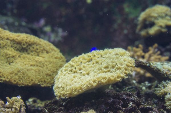 世界上再生能力最强的六种动物，这种超能力让人着迷