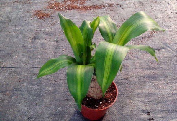 什么植物可以防电脑辐射