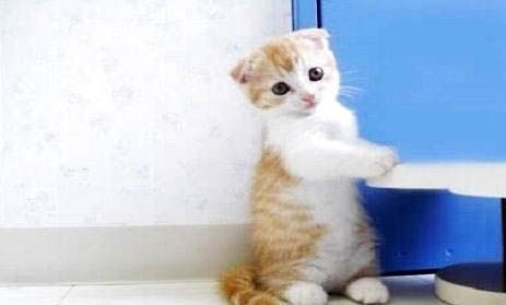曼基康猫为什么不建议购买