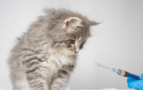 猫砂购买