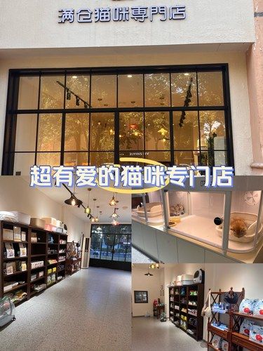 今日探店：猫咪专门店