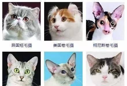 最齐全的猫咪证件照，你觉得哪个颜值最高？