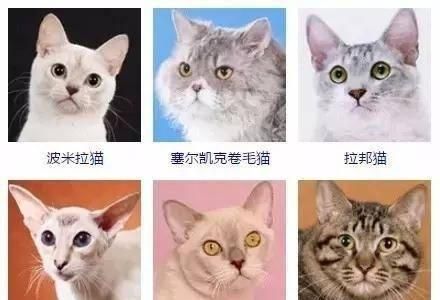 最齐全的猫咪证件照，你觉得哪个颜值最高？