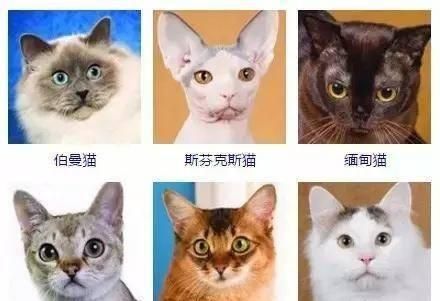 最齐全的猫咪证件照，你觉得哪个颜值最高？