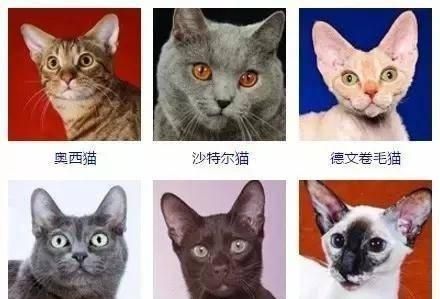 最齐全的猫咪证件照，你觉得哪个颜值最高？